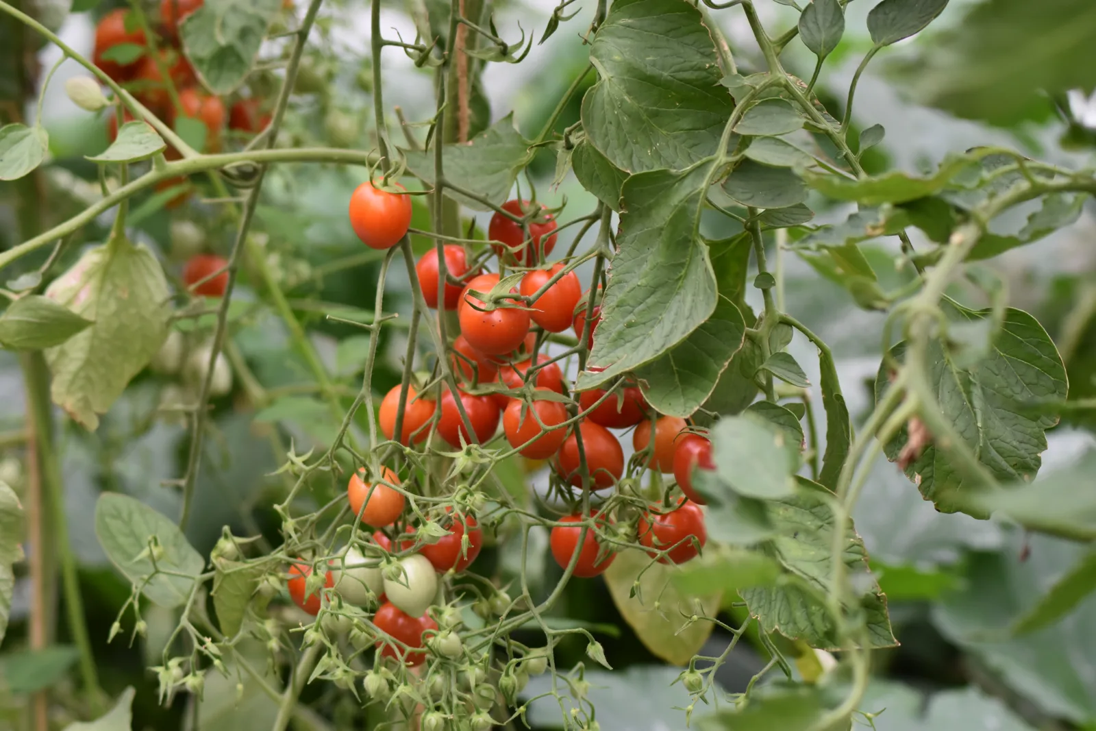 Rote Cherrytomaten am Strauch