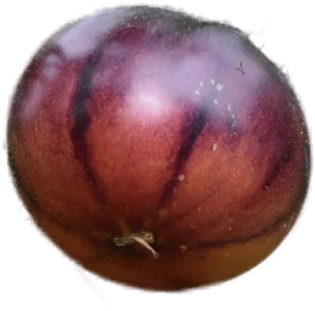 Gestreifte Tomate