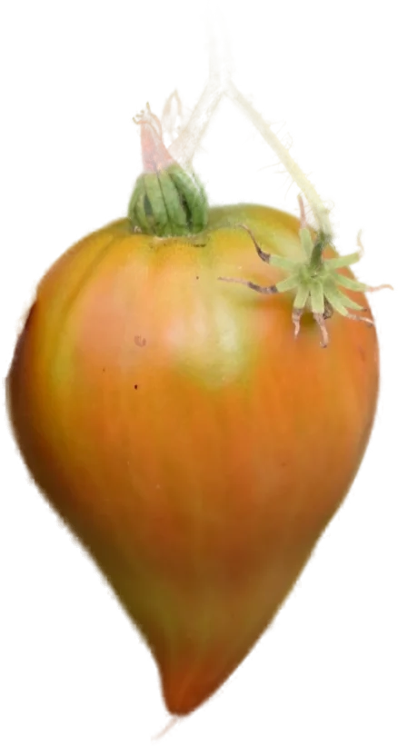 Ochsenherz-Tomate