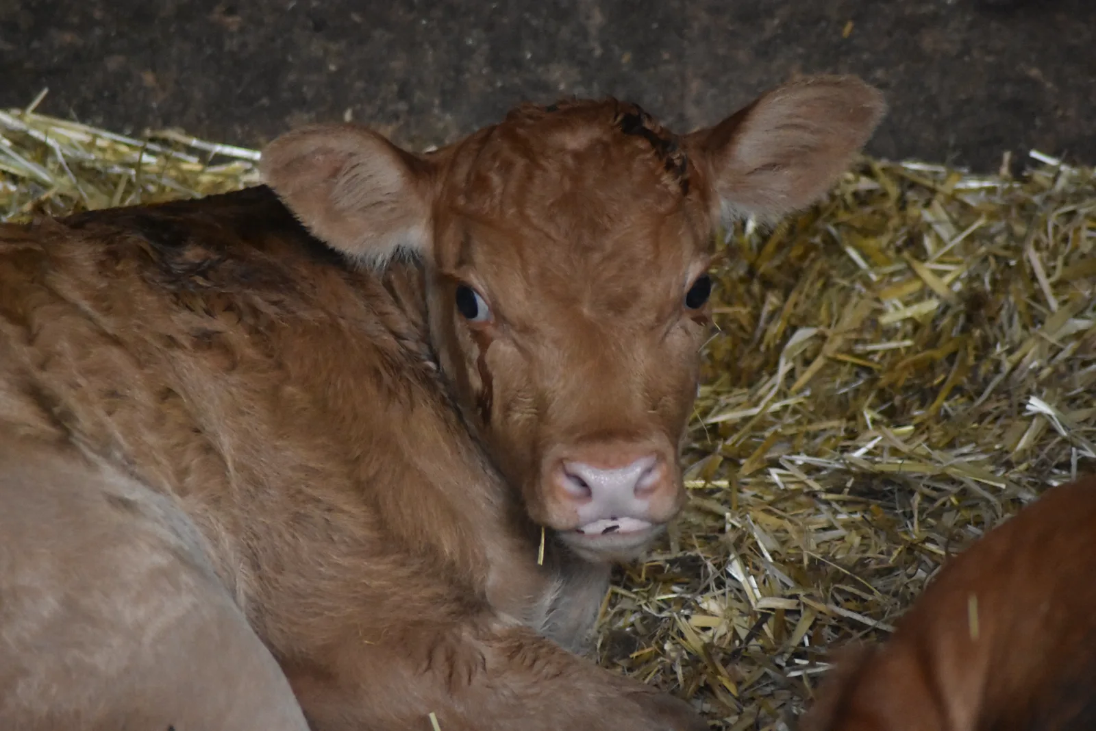 Limousin-Kalb liegt im Stroh