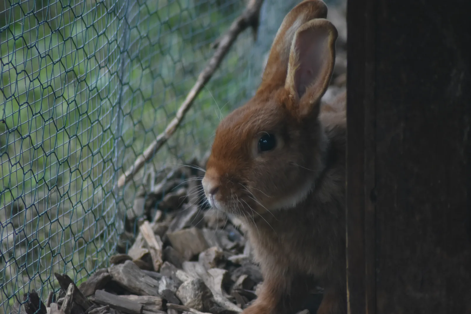 Kaninchen im Gehege