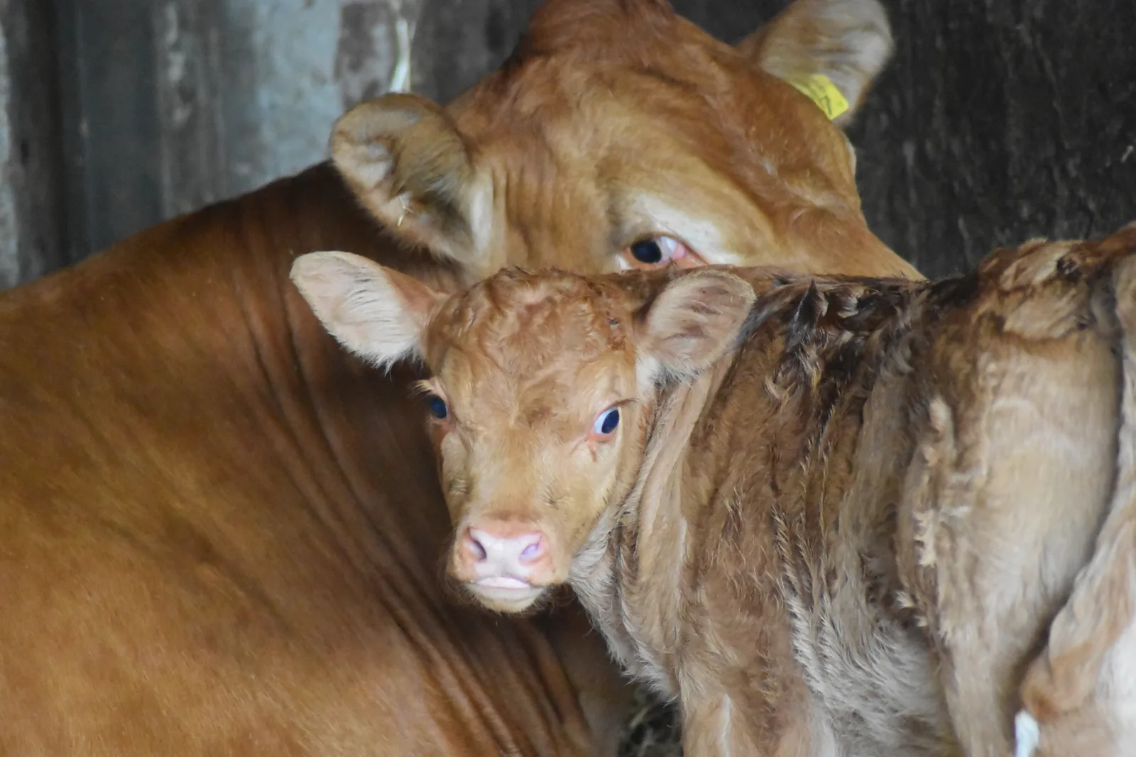 Limousin-Kuh mit ihrem Kalb