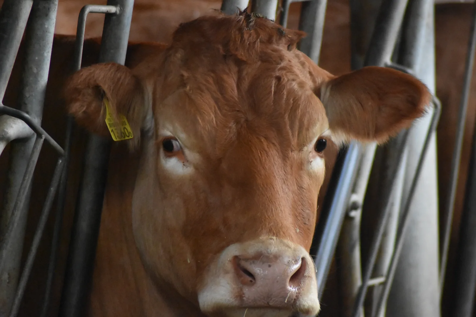 Limousin-Kuh am Fressgitter im Stall des Iten-Hofs