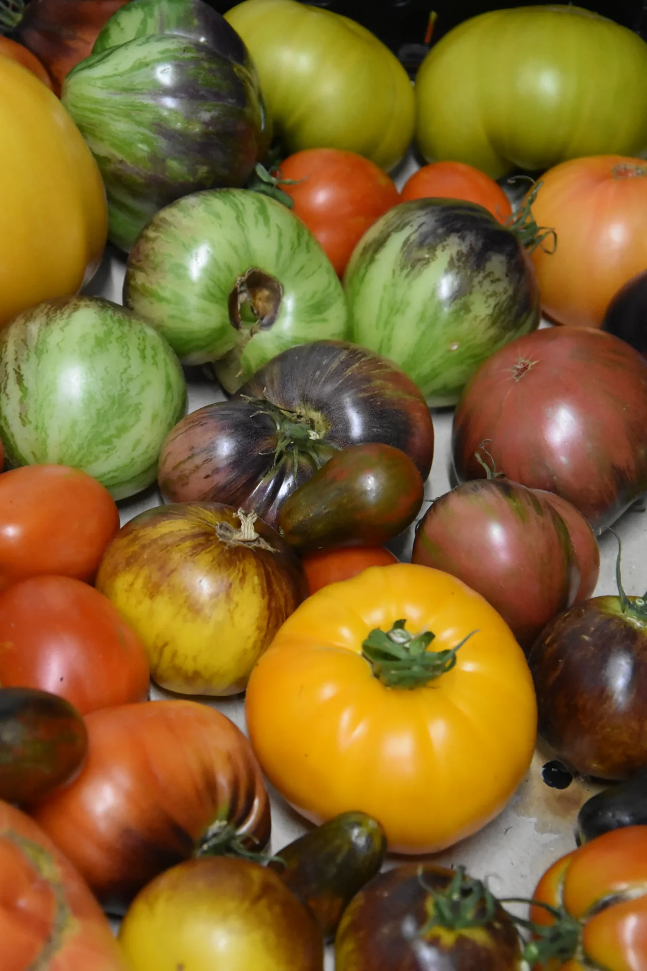 Kiste mit bunten Tomaten in vielen Sorten