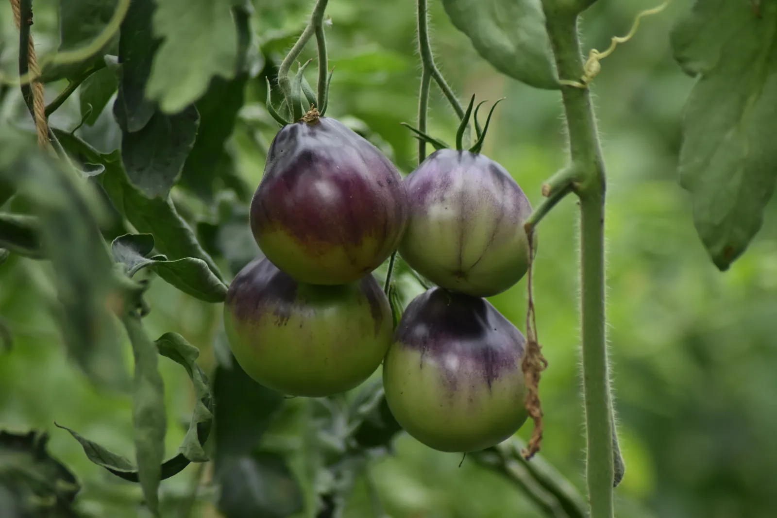 Violette Tomaten an der Rispe